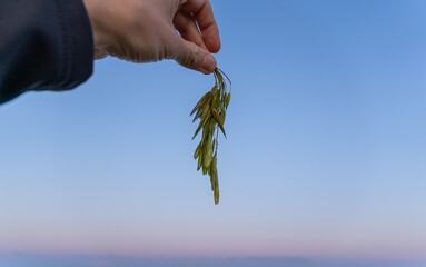 a man holds maple (Acer) spiral or propeller seeds in his hand
