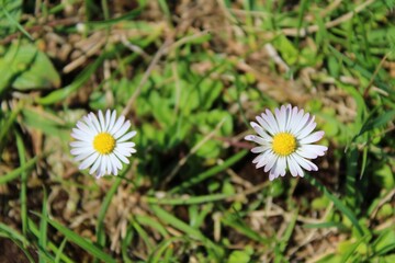 daisy in the grass