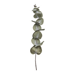 Natural dried eucalyptus branch with round leaves