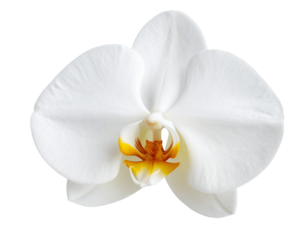 
White Orchid Bloom in Side Profile with Curved Petals and Central Detail, Isolated on transparent background PNG