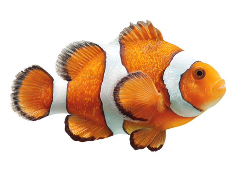 Vibrant orange and white clownfish