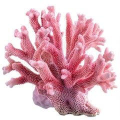 Fototapeta premium Vibrant pink coral reef