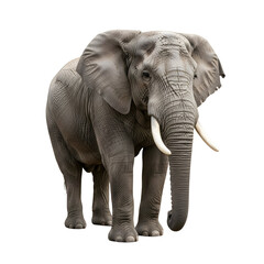 Obraz premium Majestic African Elephant in Full View.