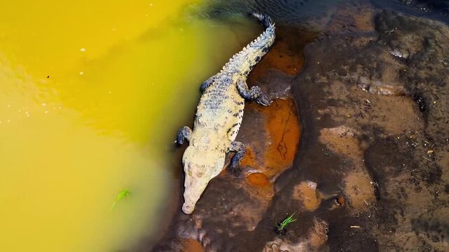 Aerial View of Saltwater Crocodile Resting on Muddy Riverbank in Tropical Wetland