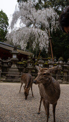 kasugataisha in japan