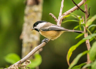 Black-capped chickadee eating seed on a branch