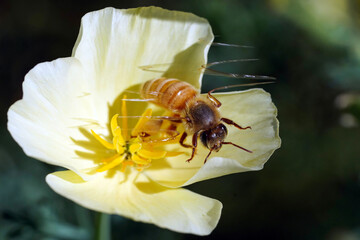 Bumblebee pollinating a beautiful yellow flower