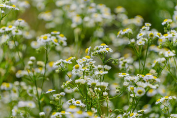 初夏に咲くハルジオンの群生