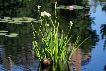 A Mallard hen posing in a beautiful water garden