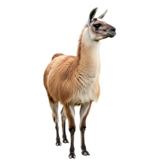 Obraz premium Full Shot of a Llama Against White Background.