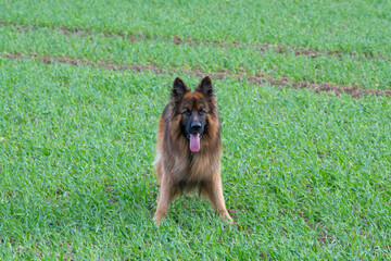 A German Shepherd dog in a field in summer