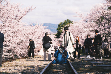 廃線跡の線路の脇に咲く満開の桜、京都、日本