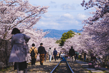 廃線跡の線路の脇に咲く満開の桜、京都、日本