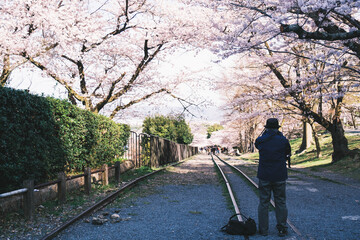 満開の桜の写真を撮る人、京都、日本