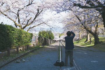 満開の桜の写真を撮る人、京都、日本