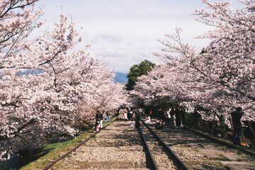 廃線跡の線路の脇に咲く満開の桜、京都、日本