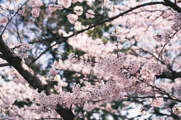 ピンク色の美しい桜、京都、日本
