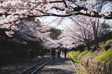 廃線跡の線路の両脇に咲く満開の桜、京都、日本