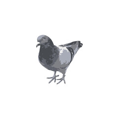 Black vector silhouette of a wild pigeon or dove isolated on a white background