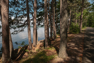Beneath the pines alongside Trout Lake, Vilas County, Wisconsin in early July