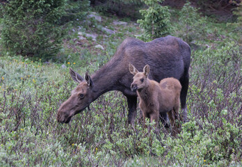 cow moose with calf in willows side by side