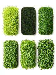 Assortment of Microgreens in Rectangular Containers on White Background