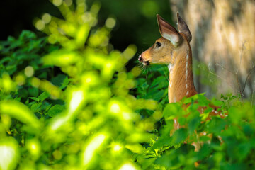 White-tailed deer fawn very attentive to the dog barking in the distance,, somewhat hidden in the tall vegetation and shadows of the woods near Hartford, Wisconsin in mid-July