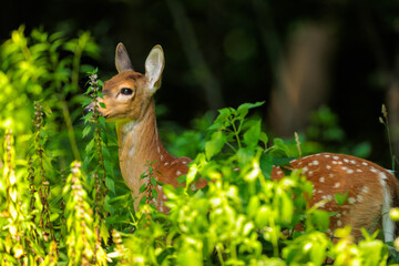 White-tailed deer fawn starting to walk through the tall vegetation and shadows of the woods near Hartford, Wisconsin in mid-July