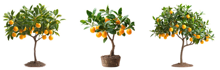 A small kumquat tree with vibrant orange fruits, isolated on a transparency background