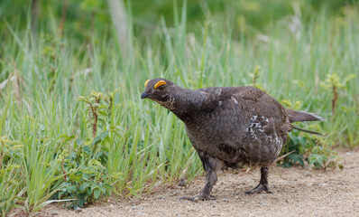 Dusky Grouse aggressive approach