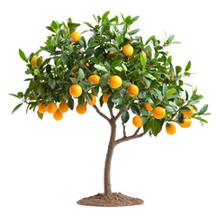 A small kumquat tree with vibrant orange fruits, isolated on a transparency background