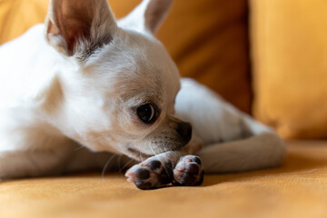 White chihuahua dog licking its paw on a sofa