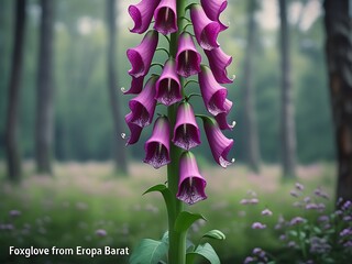 Purple Foxglove Forest Bloom. (1)