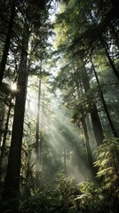 Majestic forest scene featuring sunlight streaming through tall green trees and mist
