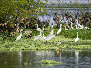 A small colony of typical or true herons (Ardeinae) on a branch of the Amazon River near the small...