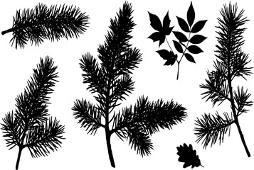 Black silhouette of pine tree branch with autumn leaves, vector illustration from a nature forest design set
