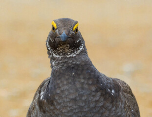 dusky grouse with attitude