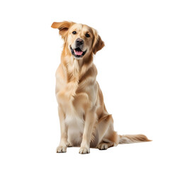 Fototapeta premium Golden Retriever Portrait Sitting Pose Digital Art.