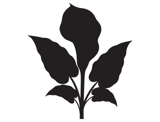 ARUM LILLY FLOWER SILHOUETTE