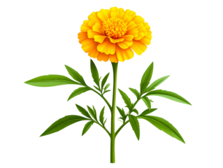  Single Yellow Marigold with Stem and Leaves Side Profile Botanical Style  Transparent Background.