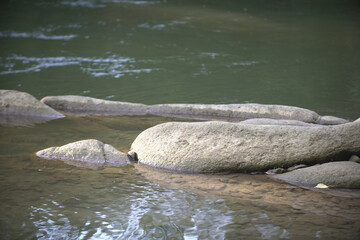 a calm body of water with several large rocks partially submerged. The rocks are in different sizes and shapes, and some have thin leaves on them.