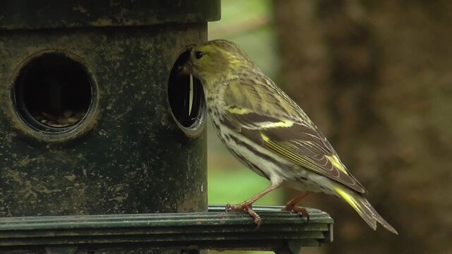 Female Eurasian Siskin (Spinus spinus) Feeding on a Nyjer Seed Feeder