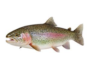 Naklejka premium Side view of a rainbow trout. Fleshy body, speckled with dark spots, vibrant pink and red stripes. Open mouth, angled profile