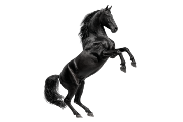 Majestic black horse rearing up isolated on transparent background