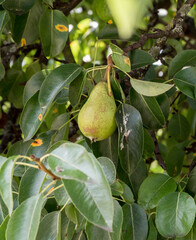 Ripening popular pear fruit on a tree among leaves in close proximity, natural environment
