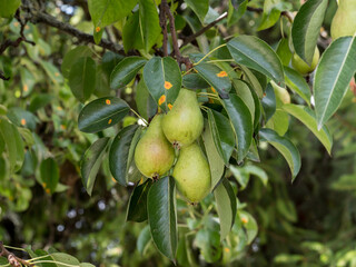 Ripening popular pear fruit on a tree among leaves in close proximity, natural environment