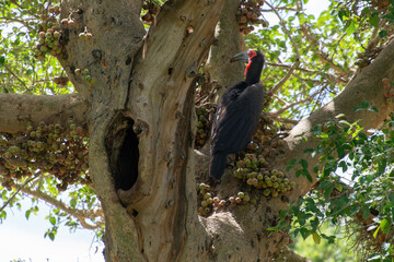 Bucorve du Sud, Grand calao terrestre, Nid, Bucorvus leadbeateri, Southern Ground Hornbill