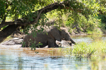 Éléphant d'Afrique, Loxodonta africana, Parc national Kruger, Afrique du Sud