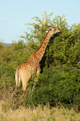 Girafe , Giraffa camelopardalis giraffa, Parc national Kruger, Afrique du Sud
