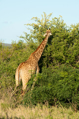 Girafe , Giraffa camelopardalis giraffa, Parc national Kruger, Afrique du Sud